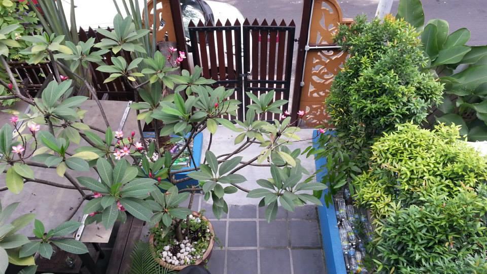Katil Travellers Palm *