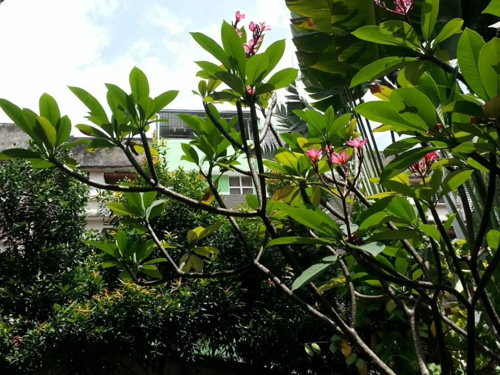 Travellers Palm * Kuala Lumpur